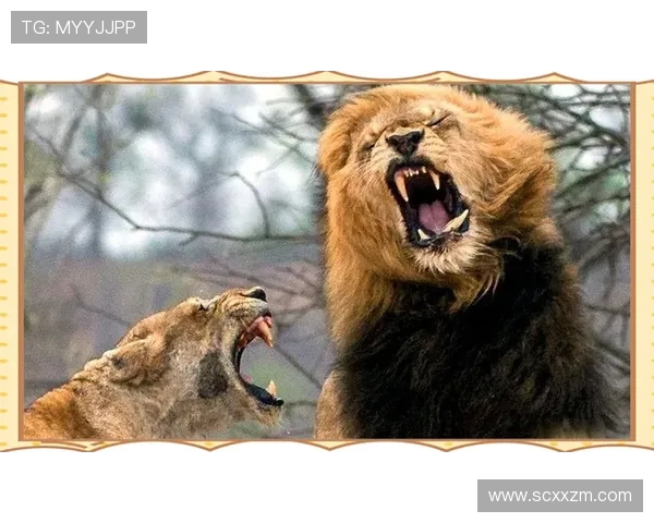 亨克与贝西塔克激战正酣谁能在这场对决中笑到最后